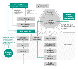 Integrierte Triggerpunkt-Hypothese (modifiziert nach Simons, D.G.; Travell, J.; 1999): Im Mittelpunkt steht die Energiekrise, die sowohl die Nozizeption durch Freisetzung sensibilisierender Substanzen  verursacht, als auch ein Lösen der Aktin-Myos