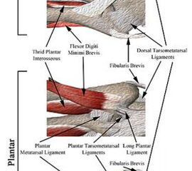 Anatomie und Durchblutung der MT V Basis