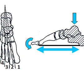 <div style="text-align:left">(a) Die fünf bogenförmigen Strahlen bilden die Basisstruktur des Fußes. Die einzelnen Mittelfußknochen mit den dazugehörigen Ossa cuneiformia, dem Os naviculare und dem Os cuboideum setzen sich fort zu Calcaneus und Talus. All