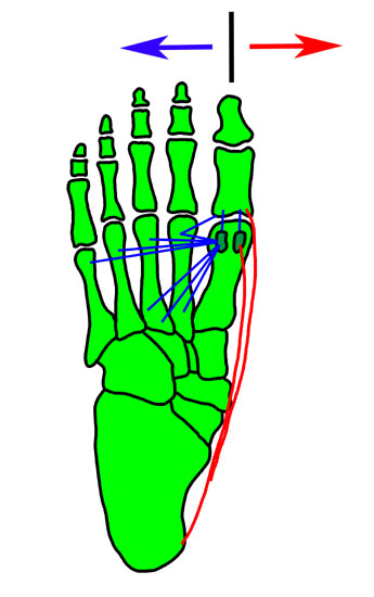 Zusammenhänge der adduzierenden und abduzierenden Muskelkräfte <a class=